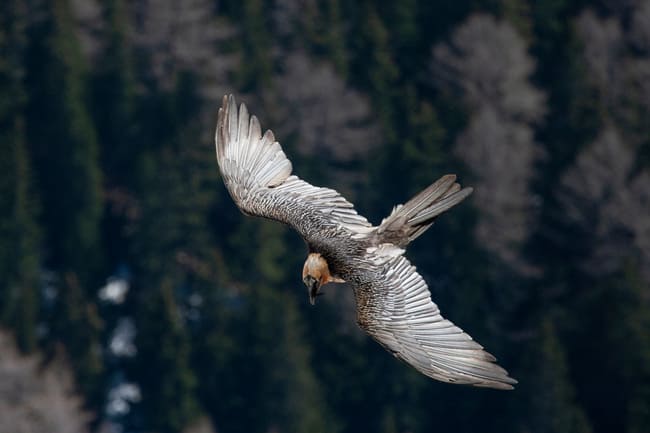 Gypaete barbu en vol - RVS Vercors Vie Sauvage